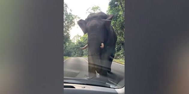 Elefante salvaje espanta turistas